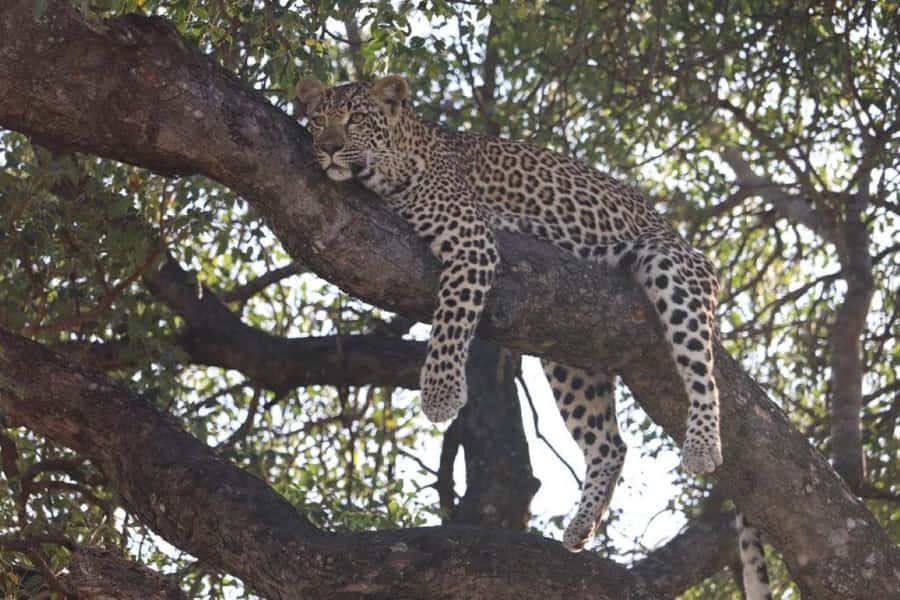 Safari Kruger National Park from Maputo - The road to Skukuza and the lunch break