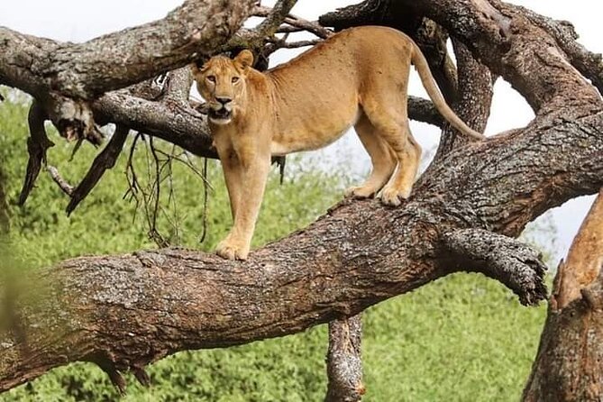 Safari Tour; Nairobi National Park - Why Nairobi National Park makes a strong half-day safari