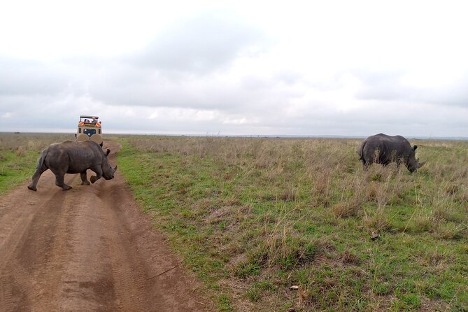 Safari Tour; Nairobi National Park - Four to five hours among rhinos, lions, and giraffes