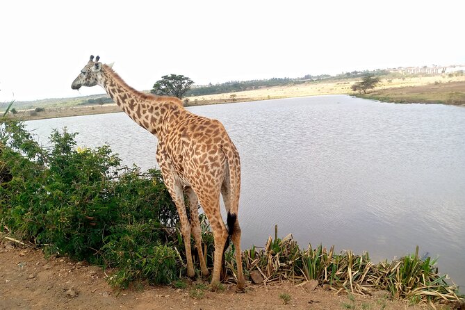 Safari Tour; Nairobi National Park - The city skyline and the park’s special character