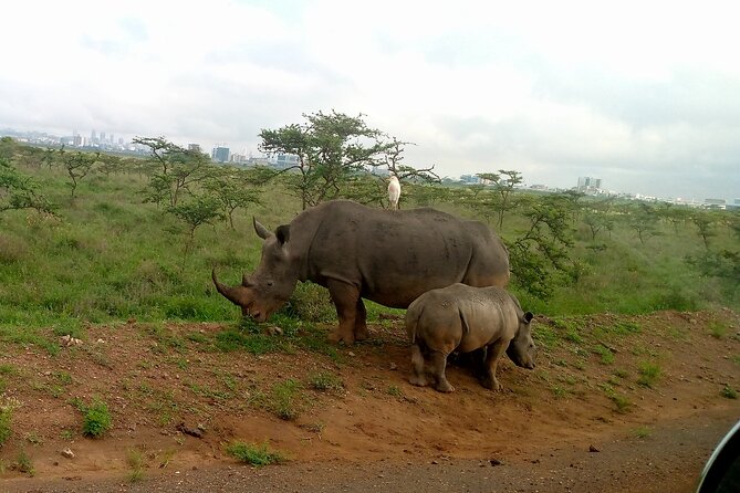 Safari Tour; Nairobi National Park - What the price really covers