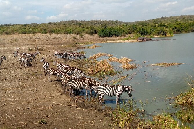 Safari Tour; Nairobi National Park - Airport drop-off for a long layover