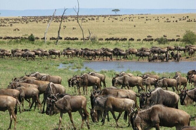 Safari Tour; Nairobi National Park - Who will enjoy this safari most