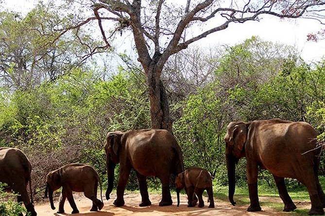 Safari Tour Yala National Park - 2 nights 3 days - Why this Yala trip works as a three-day circuit