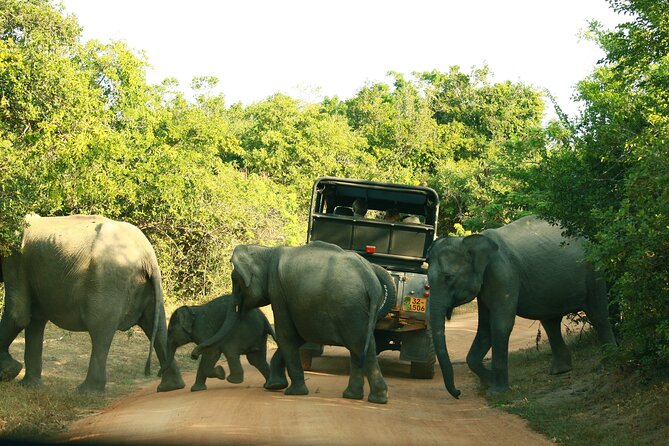 Safari Tour Yala National Park - 2 nights 3 days - A guide who can shape the day