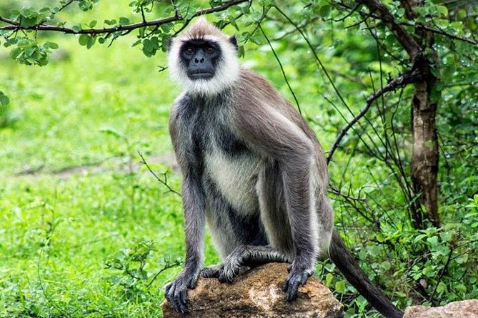 Safari Tour Yala National Park - 2 nights 3 days - Day 3: From Yala to the southern coast