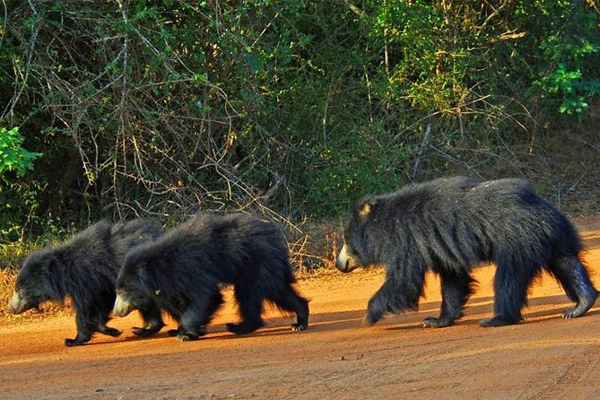 Safari Tour Yala National Park - 2 nights 3 days - Madu River by boat