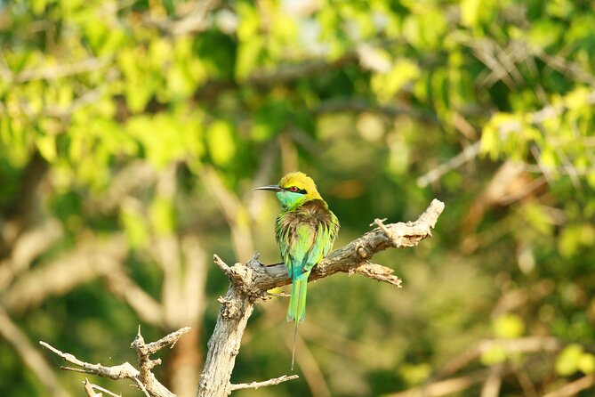 Safari Tour Yala National Park - 2 nights 3 days - Turtle hatchery and the final drive