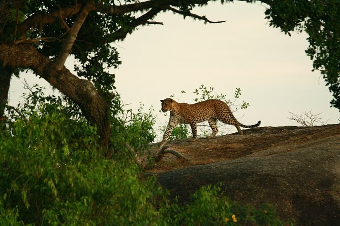 Safari Tour Yala National Park - 2 nights 3 days - What is included, and what you still pay for