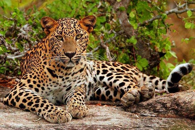 Safari Tour Yala National Park - 2 nights 3 days - Day 2: Yala National Park before breakfast
