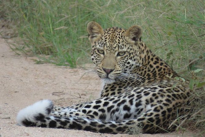 Safaris in Kruger National Park Full Day - An early start in Kruger National Park