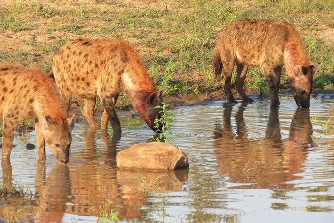 Safaris in Kruger National Park Full Day - The guide can shape the whole day
