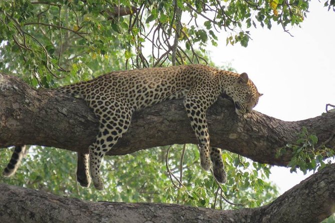 Safaris in Kruger National Park Full Day - What the price really includes