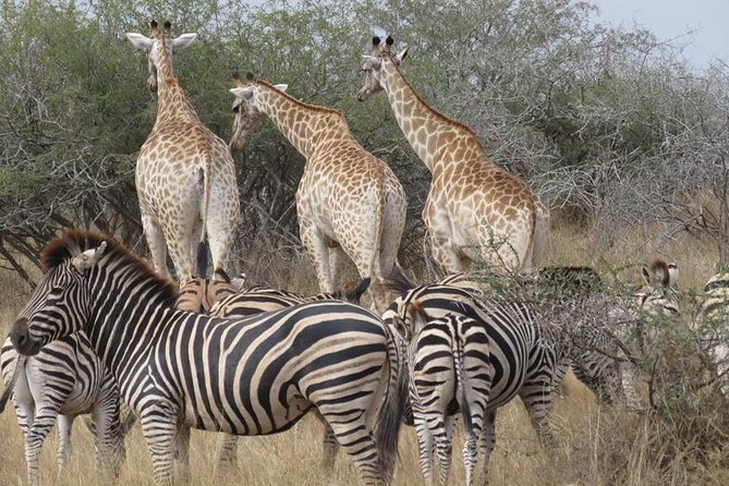 Safaris in Kruger National Park Full Day - How to make the most of the drive