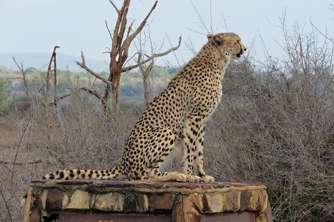 Safaris in Kruger National Park Full Day - Searching for the Big Five and smaller creatures