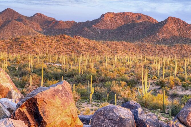 Saguaro National Park East E-Bike Tour - Desert plants, animals, geology, and local history
