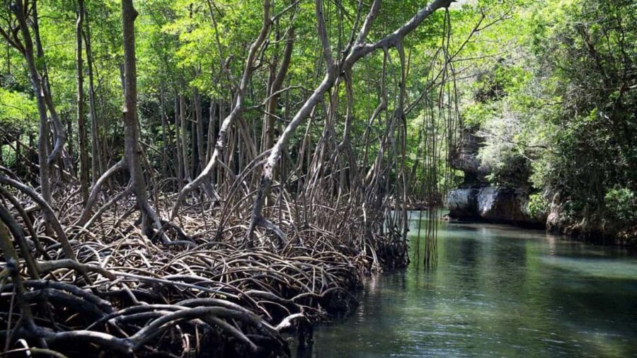Samana: Los Haitises National Park & Caño Hondo Day Tour - Los Haitises by small boat