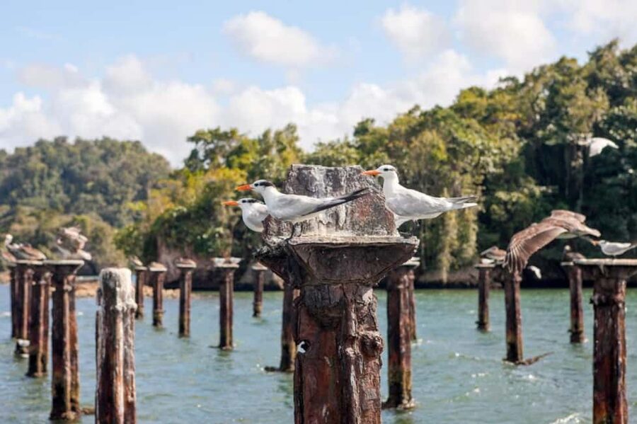 Samana: Los Haitises National Park & Caño Hondo Day Tour - Who will enjoy this day most