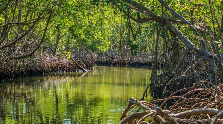 Samana: Los Haitises National Park & Caño Hondo Day Tour - From Sabana de la Mar to the park