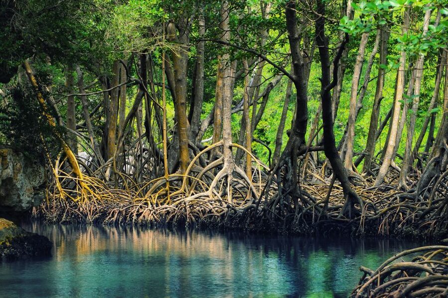 Samaná: Los Haitises National Park & Cayo Levantado Island - What $60 really gets you