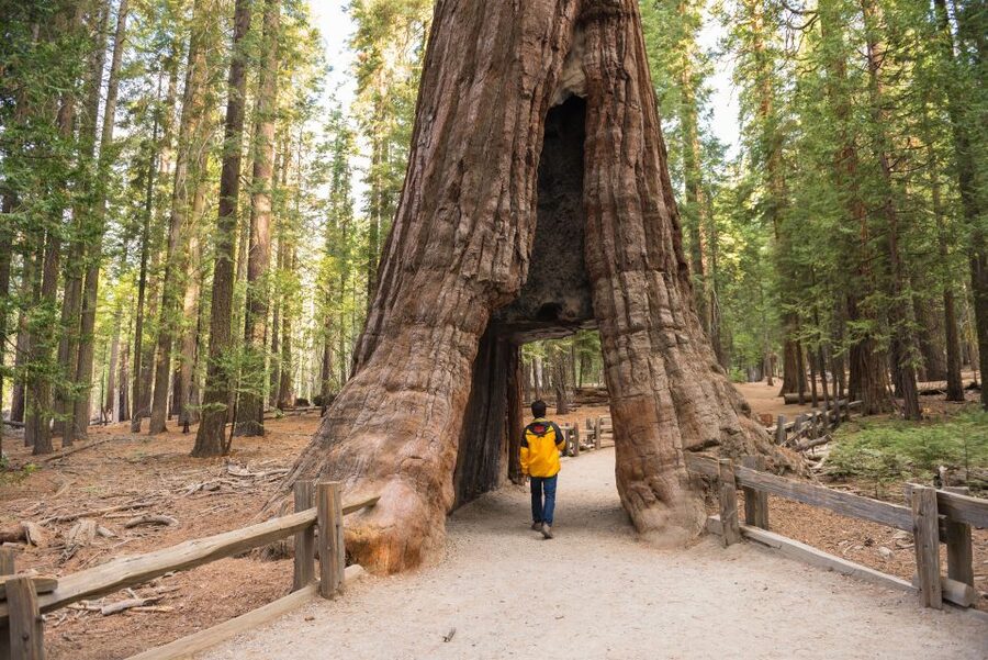 San Francisco to/from Yosemite National Park: 1-Way Transfer - Arriving in Yosemite Valley