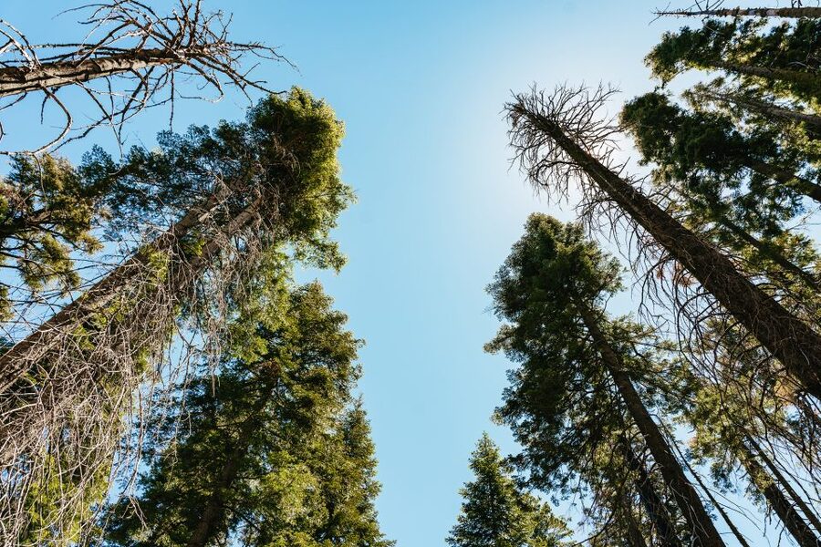 San Francisco: Yosemite National Park & Giant Sequoias Hike - Tunnel View gives you the first great Yosemite reveal