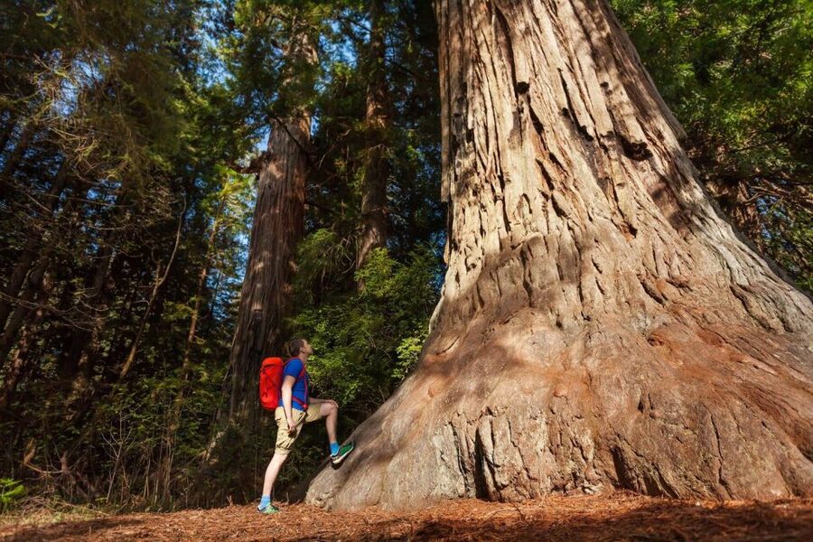 San Jose: Yosemite National Park and Giant Sequoias Trip - Should you book the San Jose Yosemite and sequoia trip?