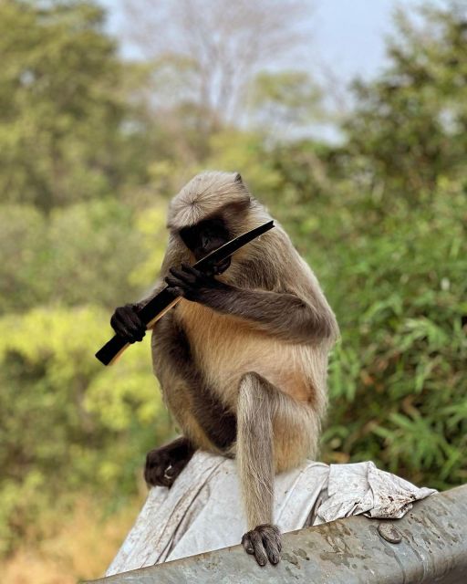 Sanjay Gandhi National Park + Kenheri Caves + Lion Safari - Why this park and cave combination works