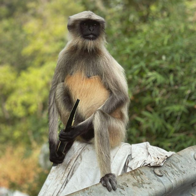 Sanjay Gandhi National Park + Kenheri Caves + Lion Safari - Guides who add value to the admission price