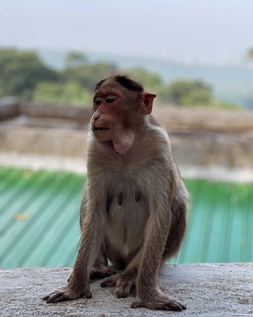 Sanjay Gandhi National Park + Kenheri Caves + Lion Safari - Hotel pickup and the first park transfer