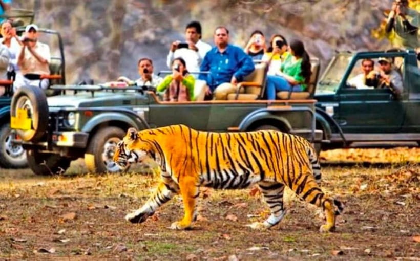 Sawai Madhopur: Ranthambore National Park Guided Jeep Safari - What the jeep safari feels like on the road
