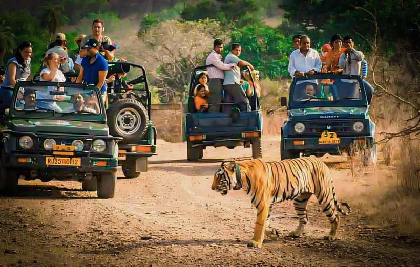Sawai Madhopur: Ranthambore National Park Guided Jeep Safari - The guide makes the difference
