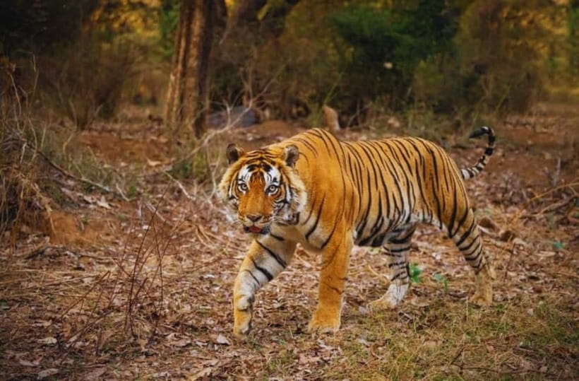 Sawai Madhopur: Ranthambore National Park Guided Jeep Safari - Park zones and the importance of asking