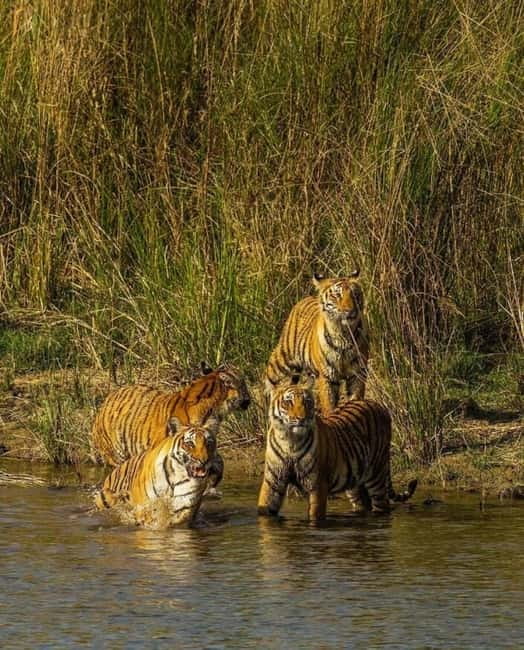 Sawai Madhopur: Ranthambore National Park Guided Jeep Safari - Meeting in Sawai Madhopur