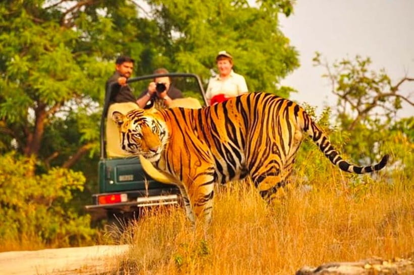 Sawai Madhopur: Ranthambore National Park Guided Jeep Safari - Forest, hills, and water sources