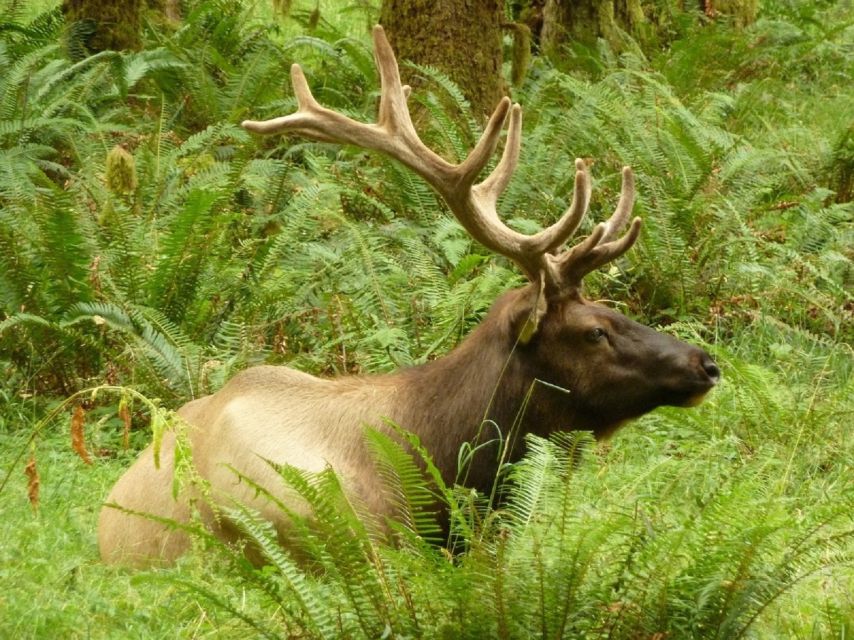 Seattle: Olympic National Park Small-Group Tour - Key points at a glance