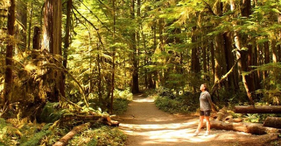 Seattle: Olympic National Park Small-Group Tour - Lake Crescent, Lake Quinault, and the forest