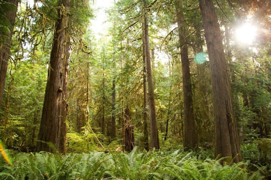 Seattle: Olympic National Park Small-Group Tour - Waterfalls, creeks, and the small details