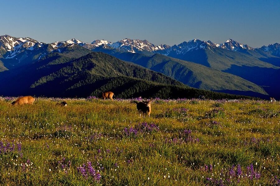 Seattle: Olympic National Park Small-Group Tour - Hurricane Ridge and the high country
