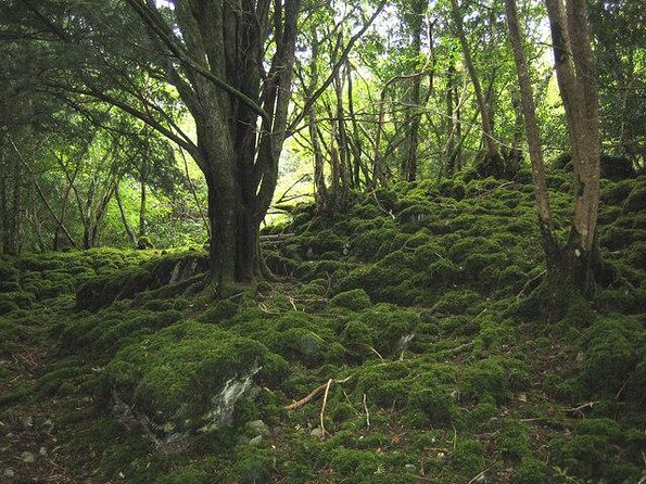 Self-Guided Bike Tour of Killarney National Park, Muckross Gardens & Waterfall - Key points to know before you go