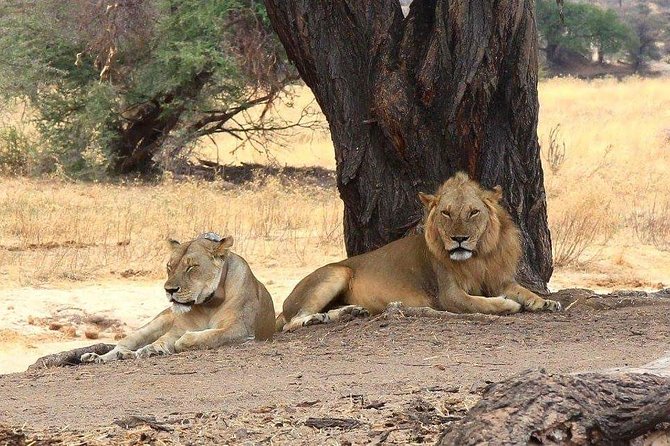Selous Game Reserve, Mikumi And Ruaha National Park, Udzungwa Mountain 10 Days - Four parks, one long southern Tanzania journey