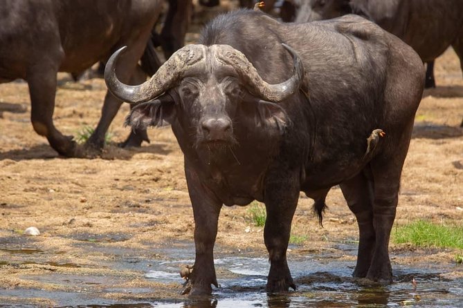 Selous/Nyerere National Park Day Trip - The big appeal: a safari without an overnight stay