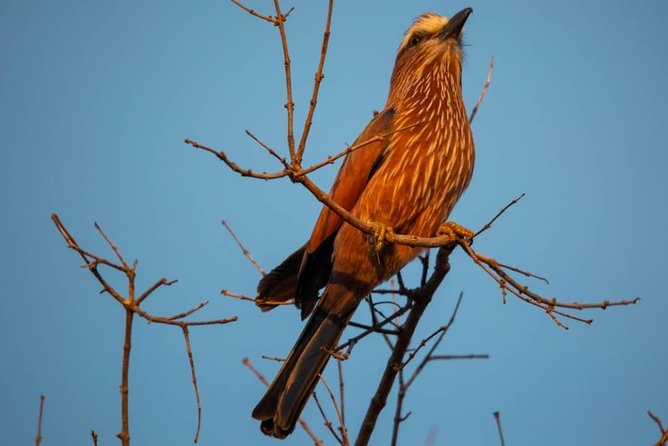 Selous/Nyerere National Park Day Trip - A game drive that runs until about 4 p.m.