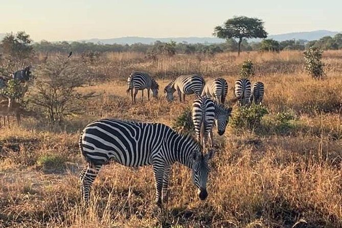 Selous/Nyerere National Park Day Trip - Animals you might see around the lakes and open country