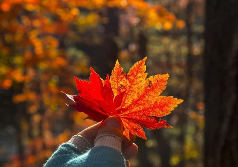 Seoul: Mt. Seoraksan National Park Autumn Foliage Day Tour - Who should book this Seoraksan trip?