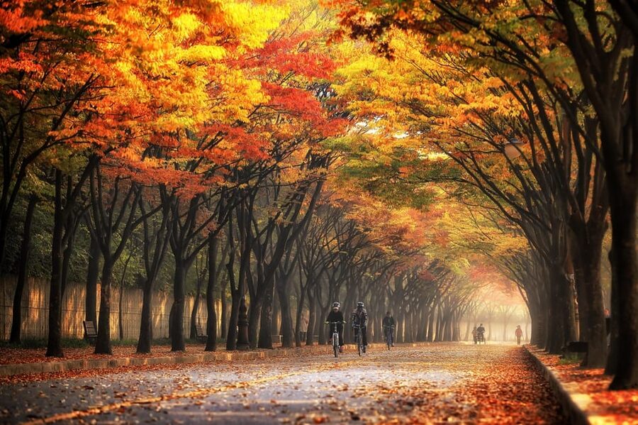 Seoul: Naejangsan National Park Autumn Foliage One Day Tour - Key points to know before booking