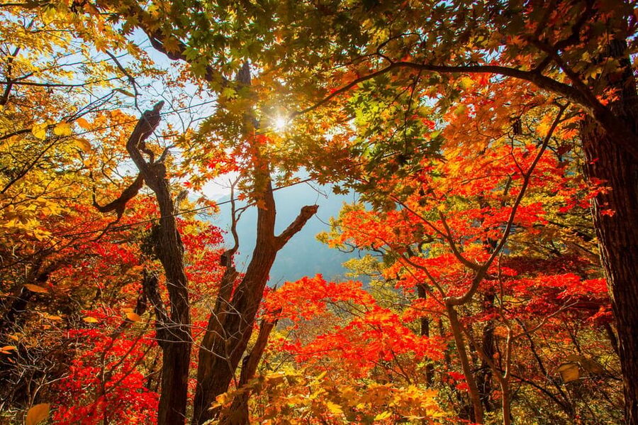 Seoul: Naejangsan National Park Autumn Foliage One Day Tour - Who will get the most from this outing