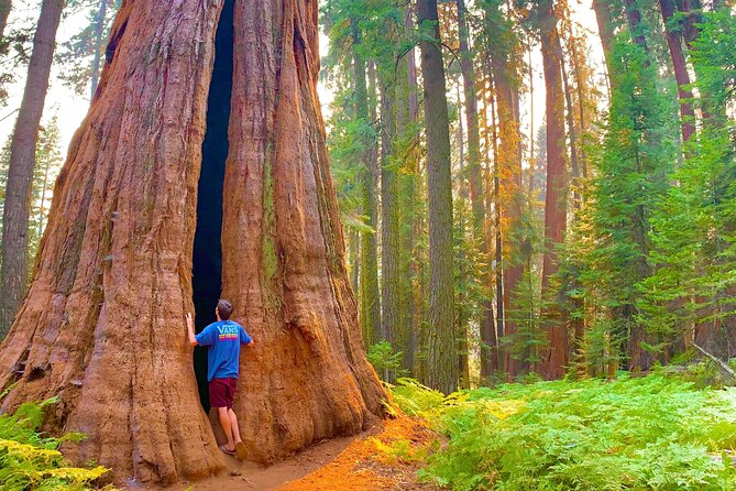 Sequoia Majesty Small Group Tour from Three Rivers. - Tunnel Log and Auto Log put the tree size in perspective