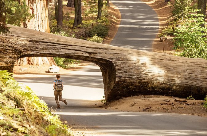 Sequoia Majesty Small Group Tour from Three Rivers. - What the $289 price really buys you