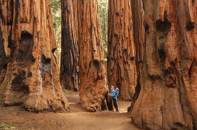 Sequoia Majesty Small Group Tour from Three Rivers. - Group size, walking, and guide style